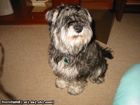 Zwergschnauzer Hunde Foto 8783 Zwergschnauzer Ich bin Rolfi und wohne in Wien
