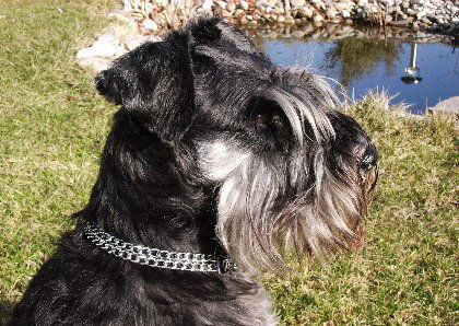 Zwergschnauzer Hunde Foto 41273 Zwergschnauzer Oskar von den kleinen Strolchen