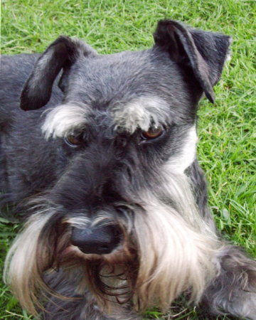 Zwergschnauzer Hunde Foto 42717 Zwergschnauzer Oskar von den kleinen Strolchen beim Relaxen!