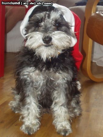 Zwergschnauzer Hunde Foto 16975 in höherer Auflösung ansehen Zwergschnauzer Nicoline Lola