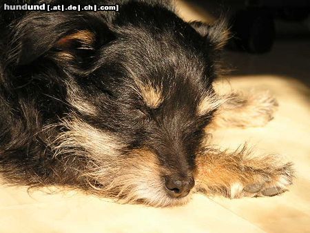 Zwergschnauzer Hunde Foto 20743 in höherer Auflösung ansehen Zwergschnauzer Schnauzer Mischling