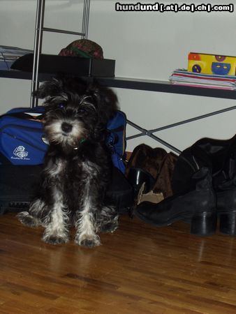 Zwergschnauzer Hunde Foto 6074 Zwergschnauzer Lola (4 monate alt)