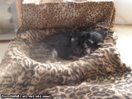 Zwergschnauzer Hunde Foto 20983 in höherer Auflösung ansehen Zwergschnauzer schlafend und doch in bewegung