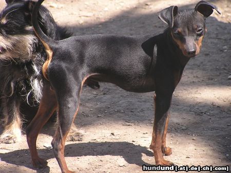 Zwergschnauzer Hunde Foto 21132 in höherer Auflösung ansehen Zwergschnauzer hallo süße