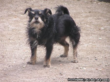 Zwergschnauzer Hunde Foto 21142 in höherer Auflösung ansehen Zwergschnauzer
