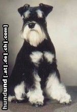 Zwergschnauzer Hunde Foto 15977 in höherer Auflösung ansehen Zwergschnauzer Pepe, Intern. Champ.