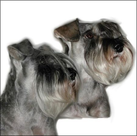 Zwergschnauzer Hunde Foto 35113 Zwergschnauzer Granada und Jackson de Gabritho