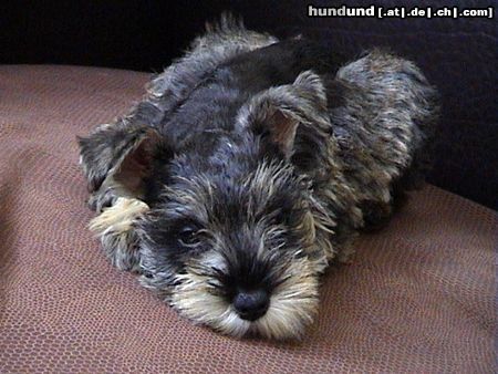 Zwergschnauzer Hunde Foto 5004 Zwergschnauzer Cika, 2 Monate
