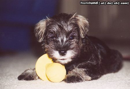 Zwergschnauzer Hunde Foto 17104 in höherer Auflösung ansehen Zwergschnauzer Pookie als Baby