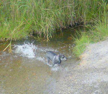 Zwergschnauzer Hunde Foto 29983 in höherer Auflösung ansehen Zwergschnauzer Badevergnügen pur