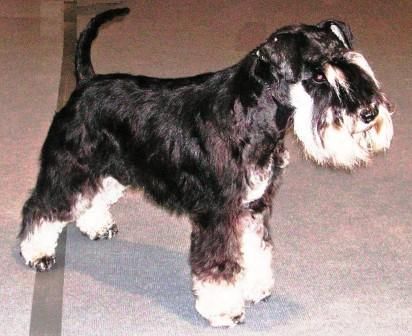 Zwergschnauzer Hunde Foto 40637 Zwergschnauzer Qaspar von den kleinen Strolchen, Jugendbester 2007