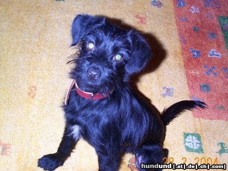 Zwergschnauzer Hunde Foto 15729 in höherer Auflösung ansehen Zwergschnauzer Raven