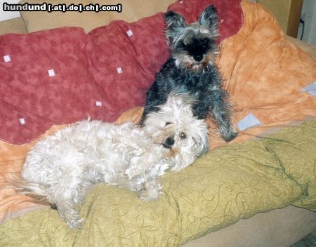 Zwergschnauzer Hunde Foto 7087 Zwergschnauzer Winterfrisur 2003/04