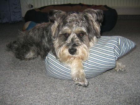 Zwergschnauzer Hunde Foto 38772 Zwergschnauzer Das ist Ruby mit Knuffelkissen