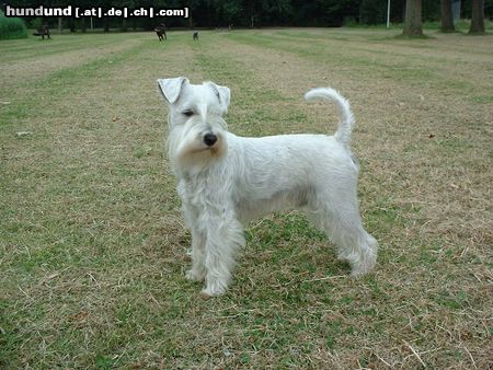 Zwergschnauzer Sansjo vom Rudel Alosha (Holland) Weisse Zwergschnauzer rüde