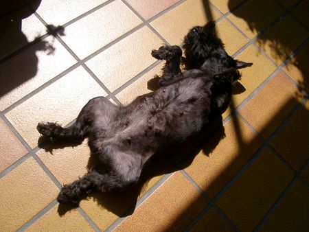 Zwergschnauzer Hunde Foto 2558 Zwergschnauzer Zwergschnauzer Sinah beim Mittagsschlaf