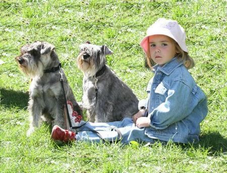 Zwergschnauzer Hunde Foto 35114 in höherer Auflösung ansehen Zwergschnauzer Pepper und Jacob mit ihrer kleinen Freundin