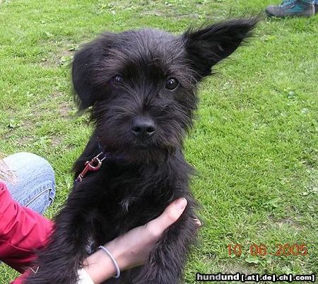 Zwergschnauzer Hunde Foto 24332 in höherer Auflösung ansehen Zwergschnauzer Ronny