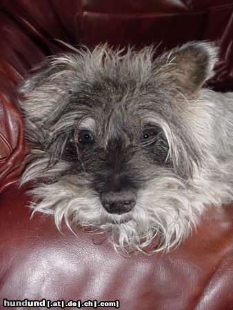 Zwergschnauzer Hunde Foto 4277 Zwergschnauzer