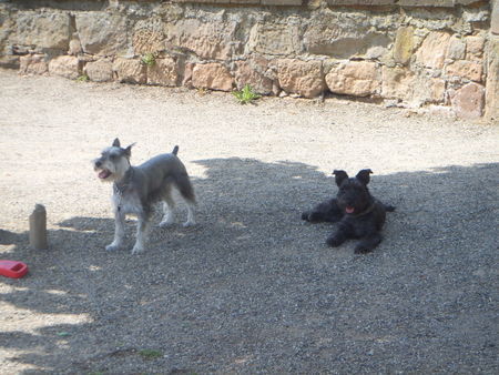 Zwergschnauzer Hunde Foto 32537 Zwergschnauzer CLEO und CHILI in MARBURG