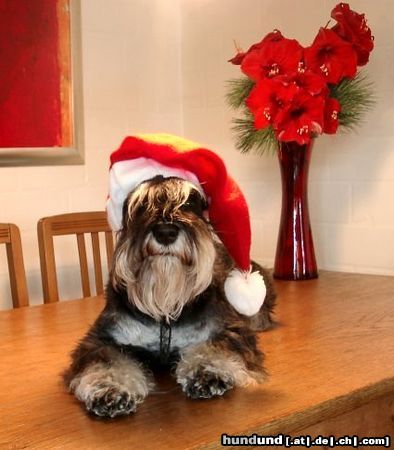 Zwergschnauzer Hunde Foto 17316 in höherer Auflösung ansehen Zwergschnauzer ein frohes, gesundes 2005