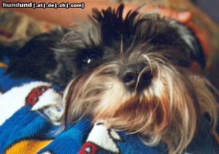 Zwergschnauzer Hunde Foto 16761 in höherer Auflösung ansehen Zwergschnauzer Antje