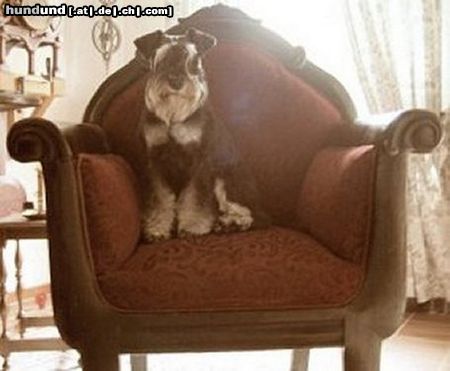 Zwergschnauzer Hunde Foto 16231 in höherer Auflösung ansehen Zwergschnauzer Asterix vom Pottbäcker - Einstein - Klubsieger und Deutscher Champion PSK - der mit dem Huhn