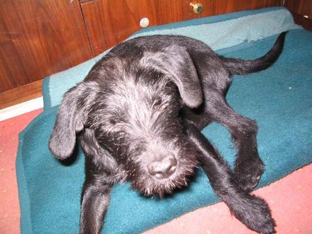Zwergschnauzer Hunde Foto 29977 in höherer Auflösung ansehen Zwergschnauzer Ein Zwinker vom Chicco