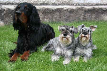 Zwergschnauzer Hunde Foto 35109 in höherer Auflösung ansehen Zwergschnauzer Pepper und Jacob mit ihrem Freund Easy