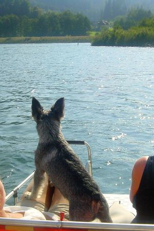 Zwergschnauzer Hunde Foto 29981 in höherer Auflösung ansehen Zwergschnauzer Ahoi - eine Seefahrt die ist lustig...