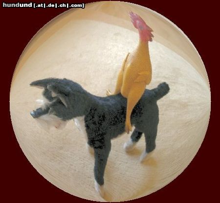 Zwergschnauzer Hunde Foto 17317 in höherer Auflösung ansehen Zwergschnauzer auf ein baldiges Ringfrei 2005