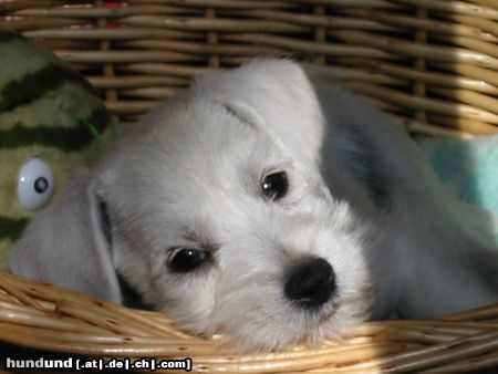 Zwergschnauzer Hunde Foto 8760 Zwergschnauzer weisser Zwergschnauzer