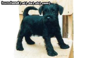 Zwergschnauzer Hunde Foto 21853 in höherer Auflösung ansehen Zwergschnauzer Unere \