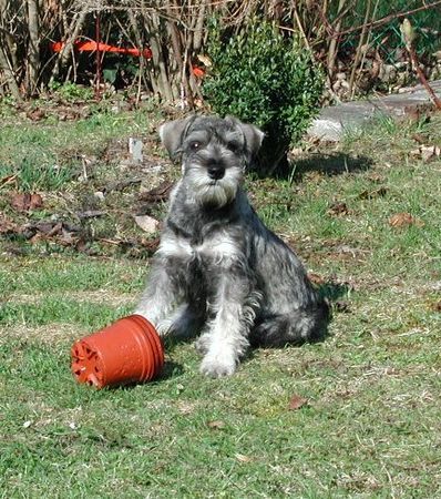 Zwergschnauzer Hunde Foto 35106 in höherer Auflösung ansehen Zwergschnauzer Jackson de Gabritho