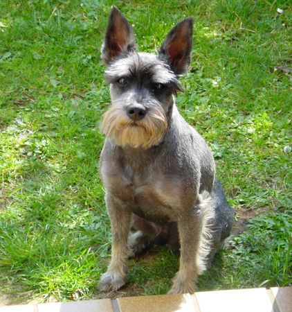 Zwergschnauzer Hunde Foto 29961 in höherer Auflösung ansehen Zwergschnauzer Räuber