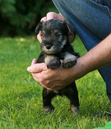 Zwergschnauzer Hunde Foto 35110 in höherer Auflösung ansehen Zwergschnauzer Laurin Peppers de Gabritho