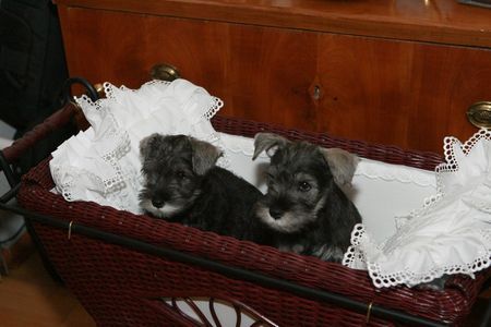 Zwergschnauzer Hunde Foto 35112 in höherer Auflösung ansehen Zwergschnauzer Laurin und Little Joe Peppers de Gabritho