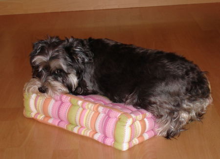 Zwergschnauzer Hunde Foto 41862 in höherer Auflösung ansehen Zwergschnauzer Mein Lieblingsplatz