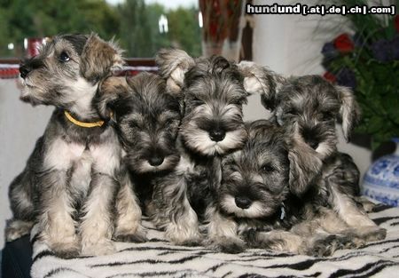 Zwergschnauzer Hunde Foto 44130 in höherer Auflösung ansehen Zwergschnauzer M-Wurf von Peppersdegabritho
