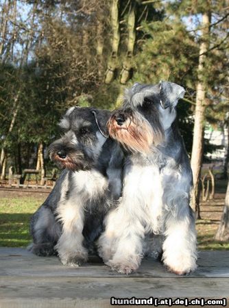 Zwergschnauzer Hunde Foto 44128 in höherer Auflösung ansehen Zwergschnauzer Minnie & Nimmersatt Peppersdegabritho