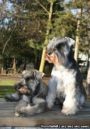 Zwergschnauzer Hunde Foto 44129 in höherer Auflösung ansehen Zwergschnauzer Minnie & Nimmersatt Peppersdegabritho