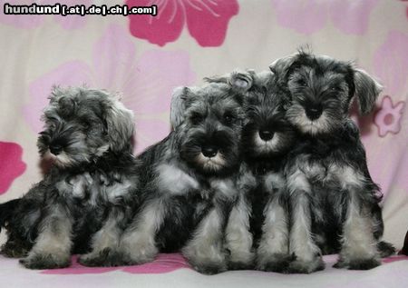 Zwergschnauzer Hunde Foto 44131 in höherer Auflösung ansehen Zwergschnauzer N-Wurf von Peppersdegabritho