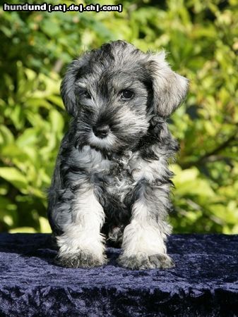 Zwergschnauzer Hunde Foto 44132 in höherer Auflösung ansehen Zwergschnauzer Neunmalklug Peppersdegabritho
