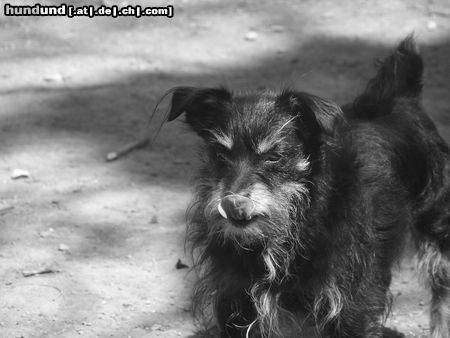 Zwergschnauzer Hunde Foto 21131 in höherer Auflösung ansehen Zwergschnauzer lecker