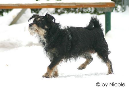 Zwergschnauzer Hunde Foto 28017 in höherer Auflösung ansehen Zwergschnauzer niki_12