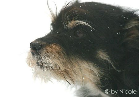 Zwergschnauzer Hunde Foto 28019 in höherer Auflösung ansehen Zwergschnauzer niki_14