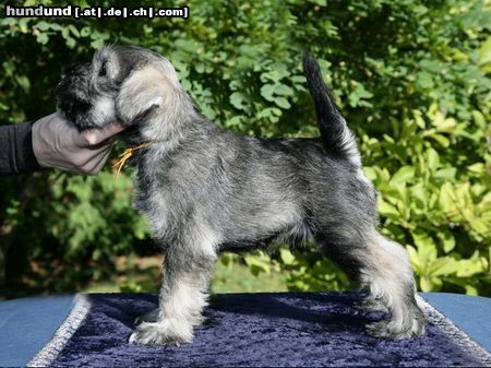 Zwergschnauzer Hunde Foto 44133 in höherer Auflösung ansehen Zwergschnauzer Nimmersatt Peppersdegabritho