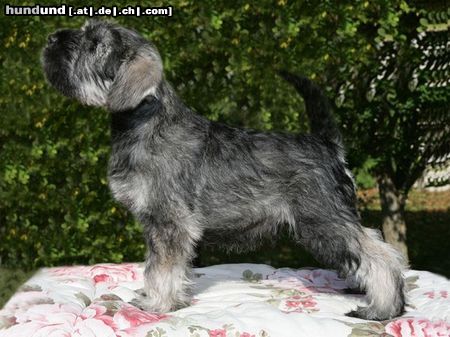 Zwergschnauzer Hunde Foto 44134 in höherer Auflösung ansehen Zwergschnauzer Nimmersatt Peppersdegabritho