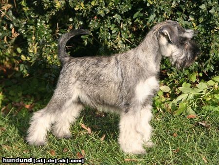 Zwergschnauzer Nimmersatt Peppersdegabritho