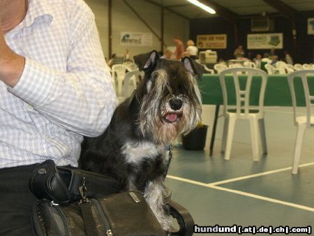 Zwergschnauzer Hunde Foto 10134 Zwergschnauzer Manchmal lass ich mich fahren im rollstuhl von Herrchen